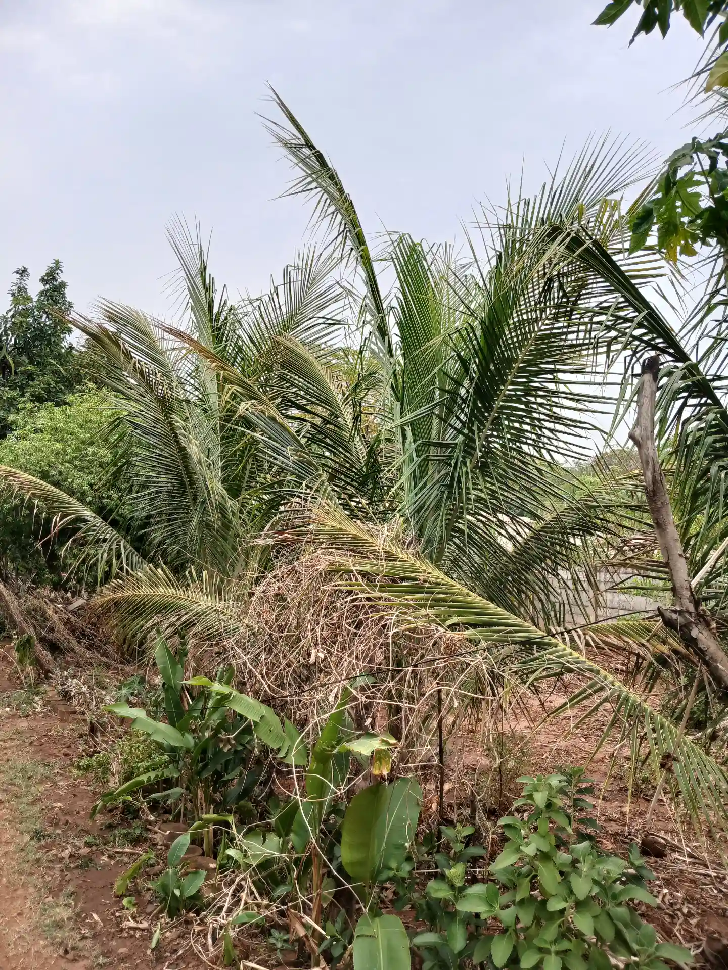 Fazenda / Sítio / Chácara com 3 quartos à venda, 1000m² — foto 7 de 10