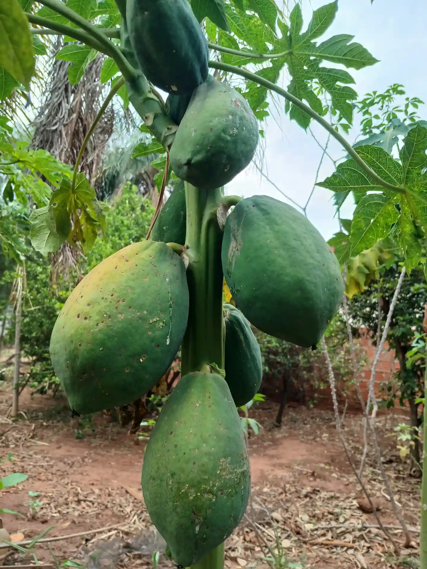 Fazenda / Sítio / Chácara com 3 quartos à venda, 1000m² — foto 9 de 10