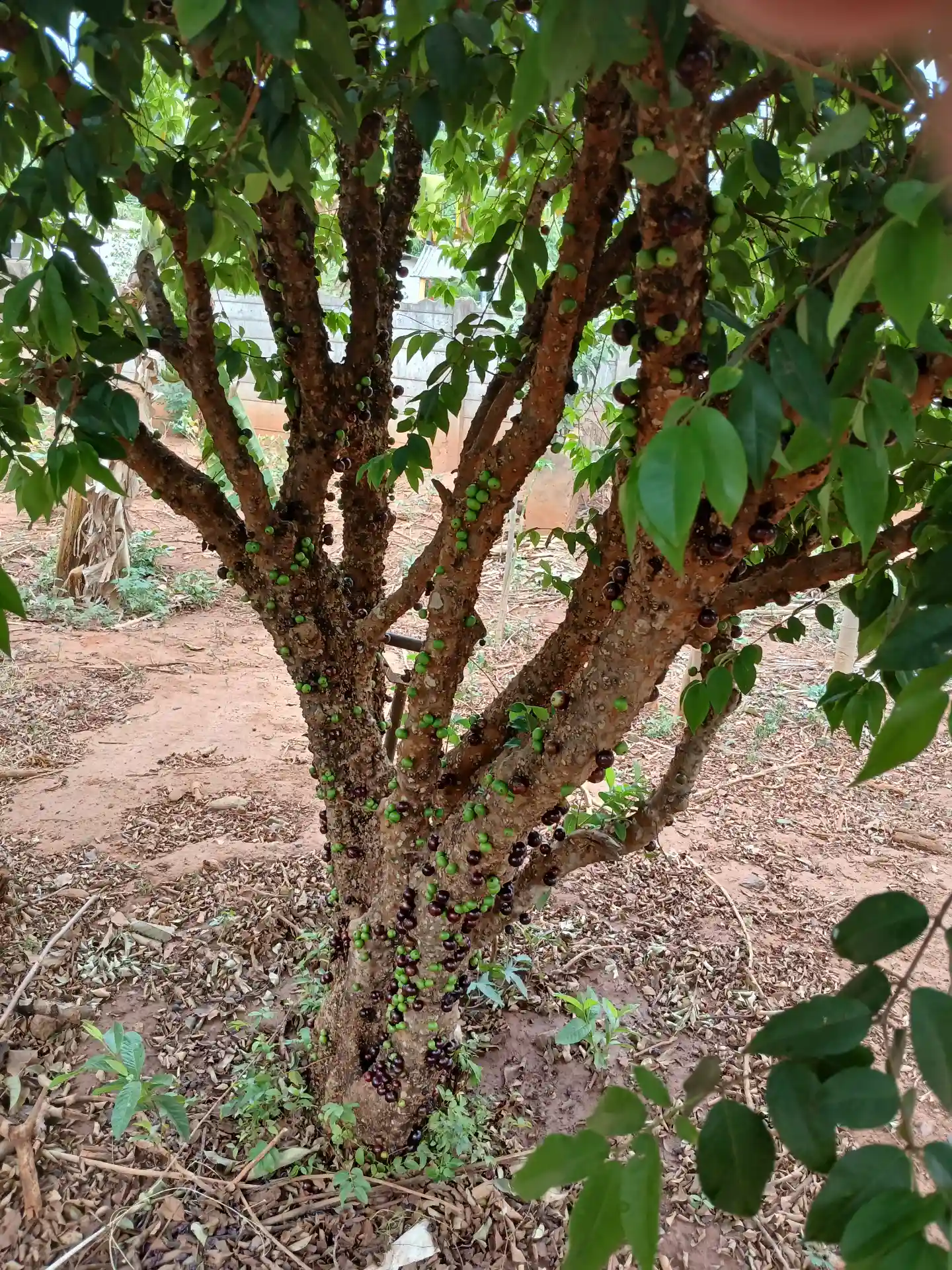 Fazenda / Sítio / Chácara com 3 quartos à venda, 1000m² — foto 8 de 10