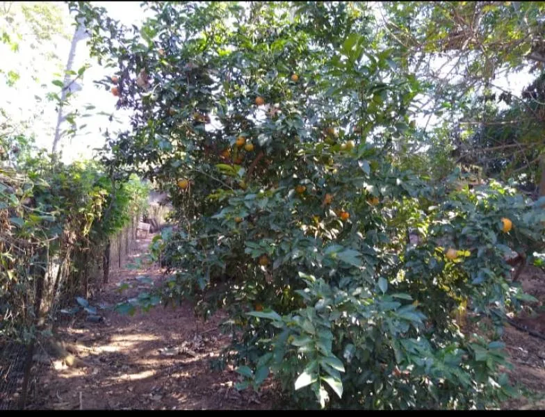 Fazenda / Sítio / Chácara à venda — foto 4 de 5