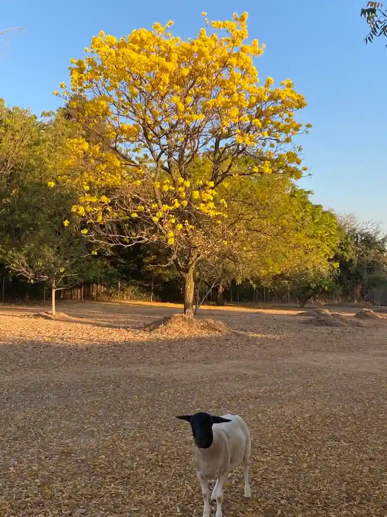 Casa de Condomínio com 3 quartos à venda, 5000m² — foto 3 de 11