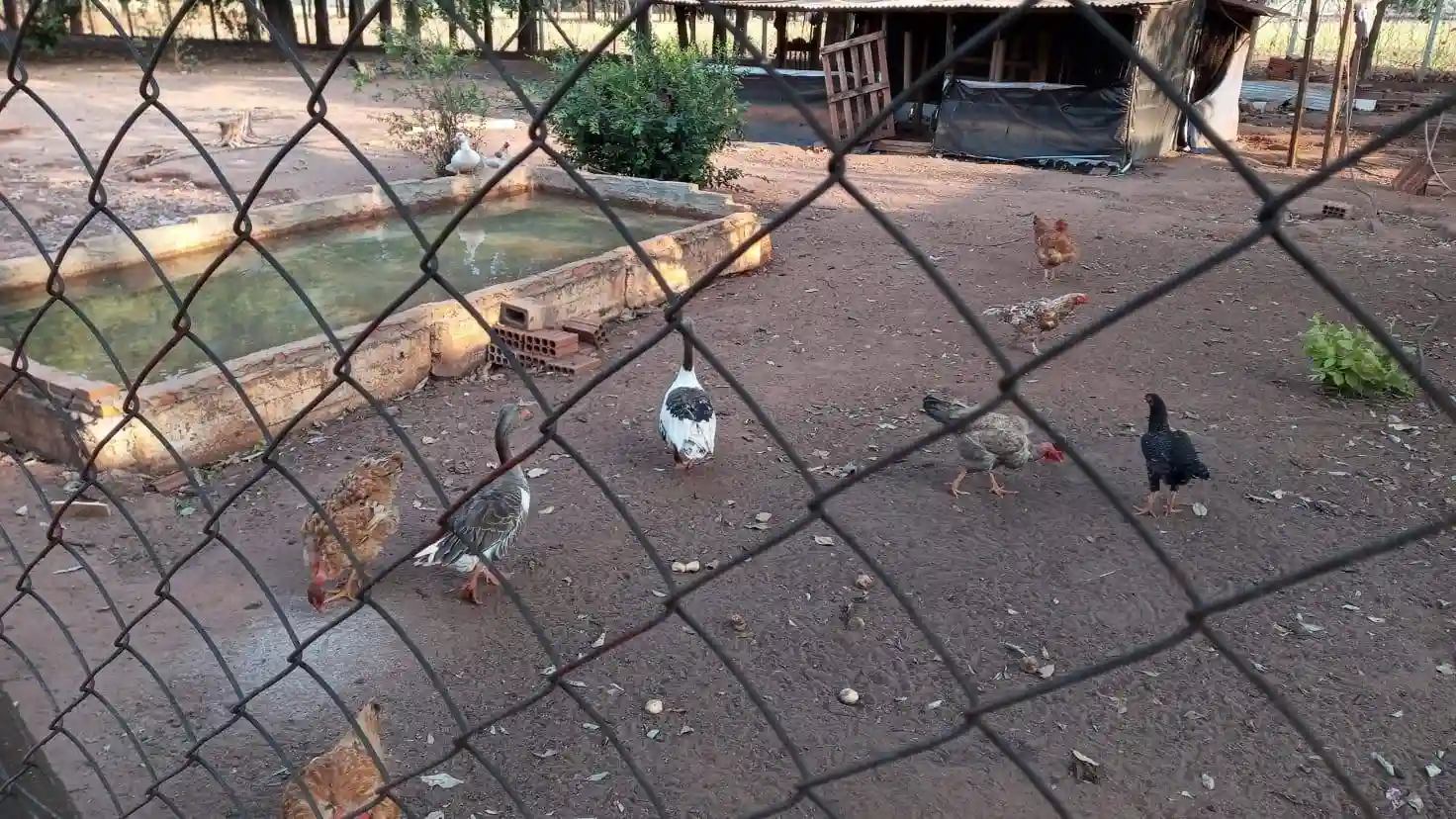 Imóvel para lazer com 5 quartos para aluguel, 4000m² — foto 26 de 50