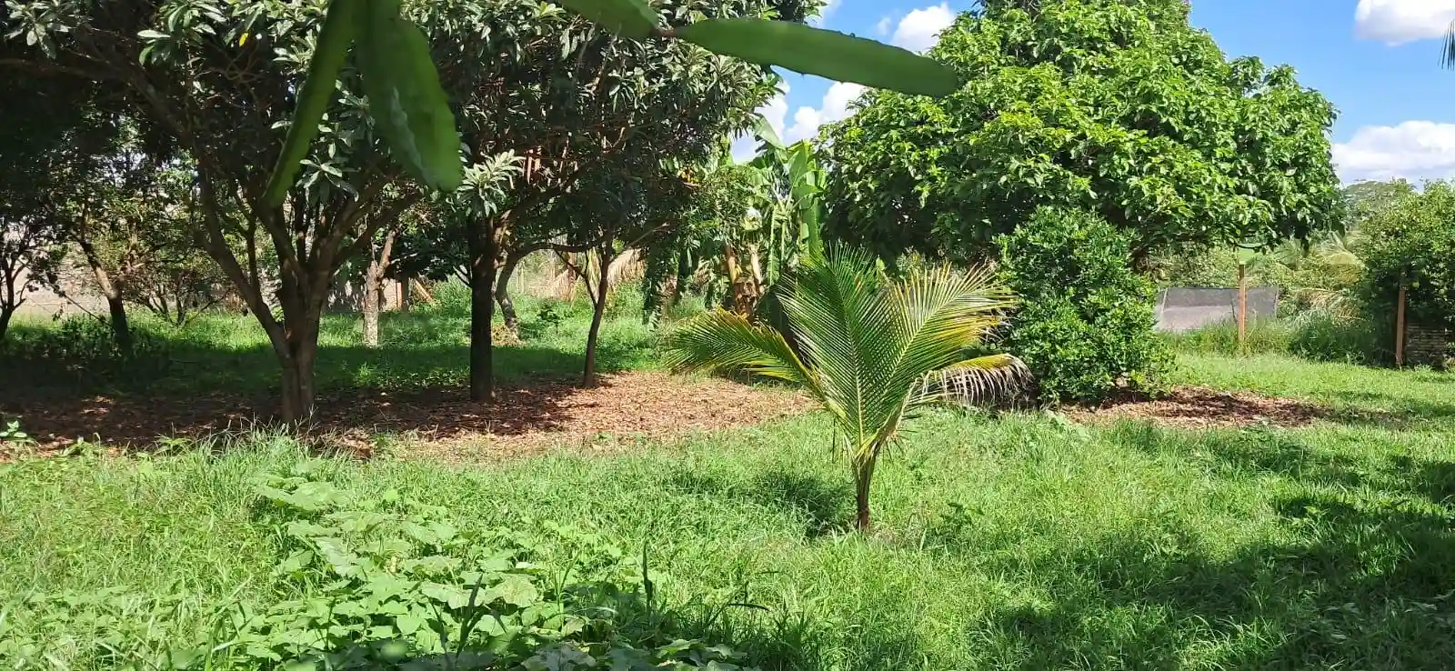 Fazenda / Sítio / Chácara com 3 quartos à venda, 5000m² — foto 29 de 33