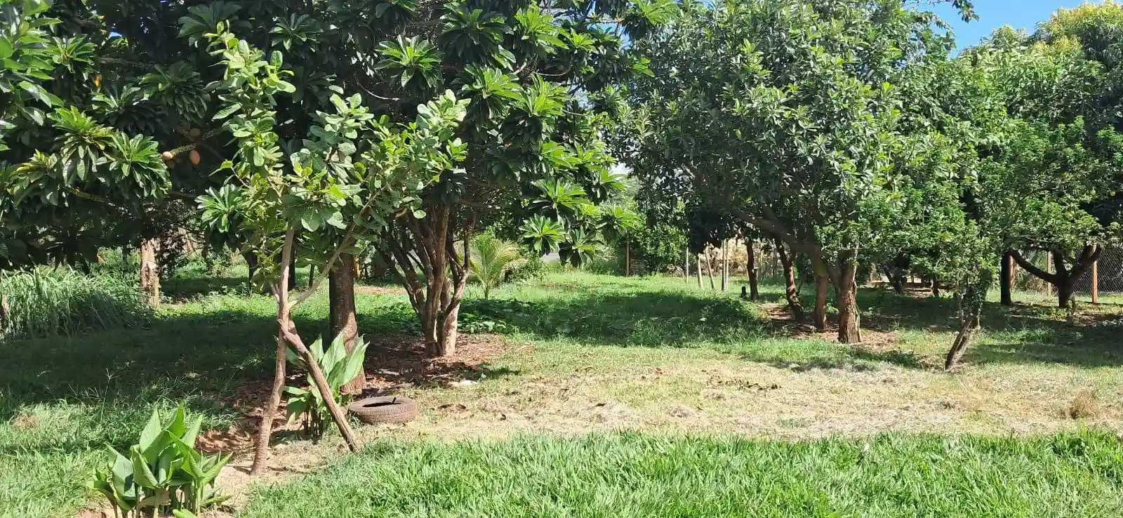 Fazenda / Sítio / Chácara com 3 quartos à venda, 5000m² — foto 32 de 33