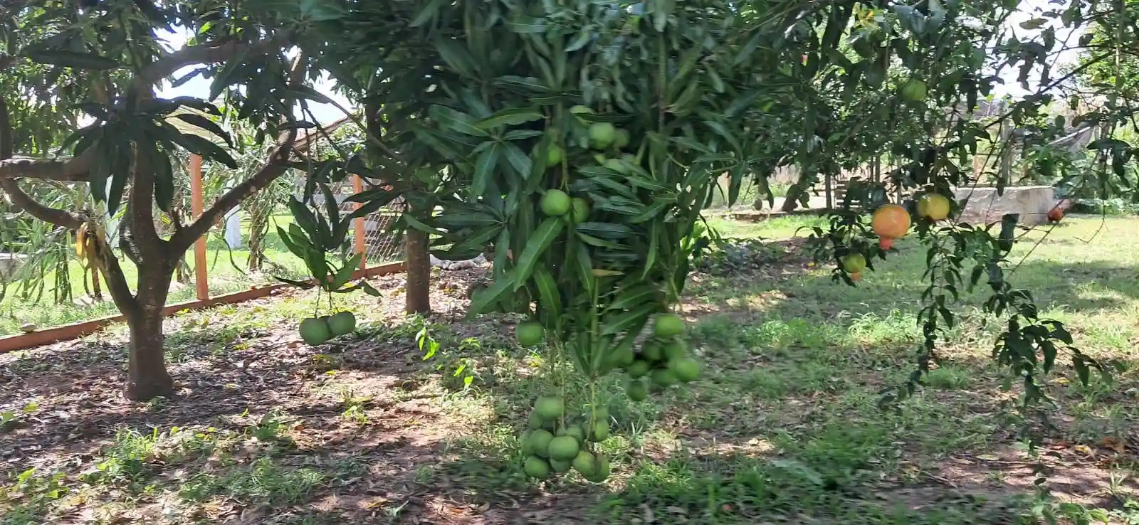 Fazenda / Sítio / Chácara com 3 quartos à venda, 5000m² — foto 26 de 33