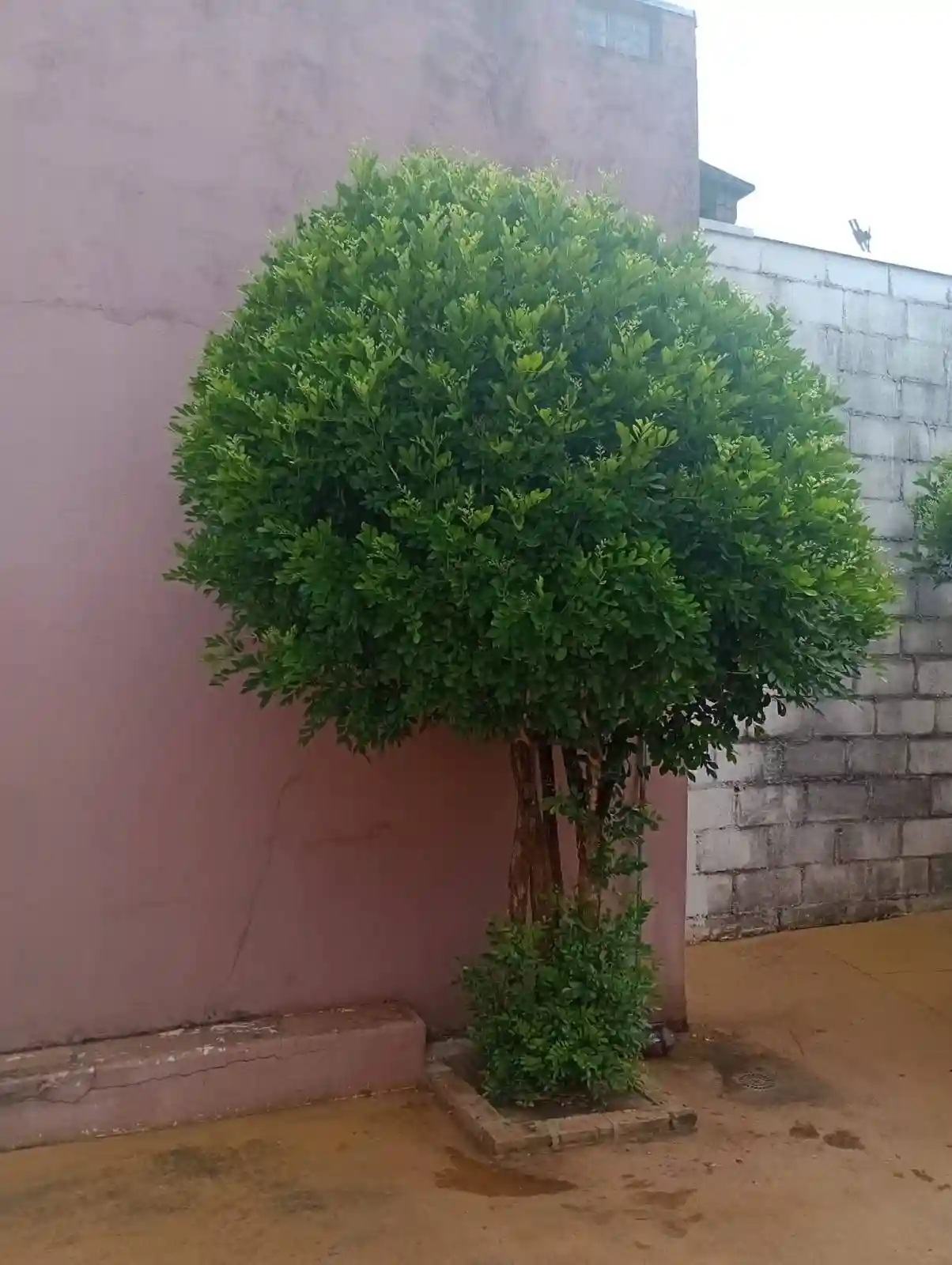 Casa de Condomínio com 3 quartos à venda, 102m² — foto 11 de 11