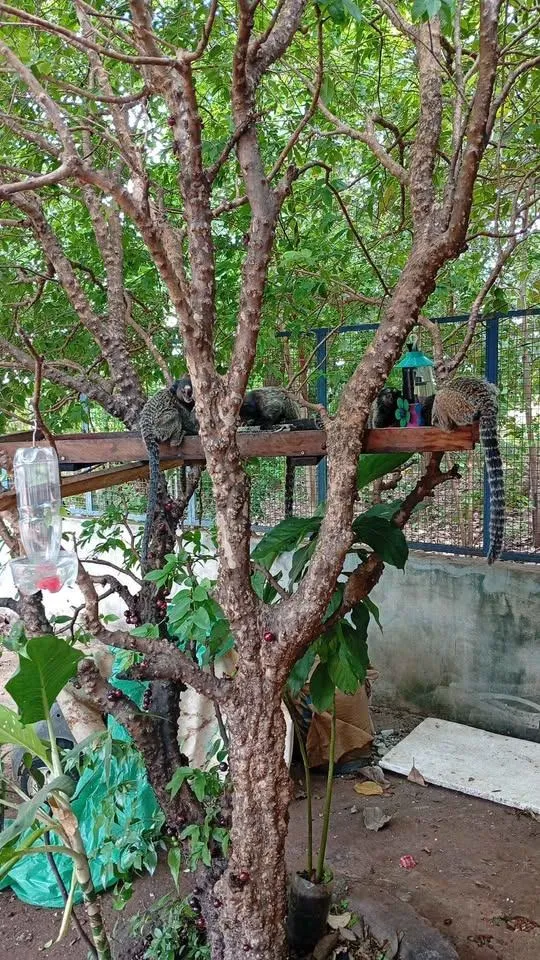Fazenda / Sítio / Chácara com 2 quartos à venda, 6000m² — foto 11 de 29