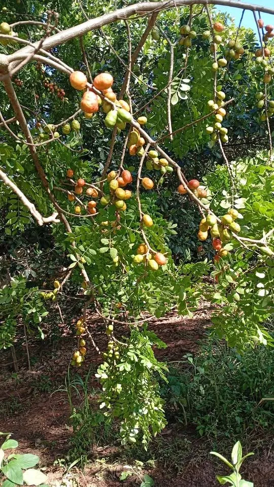 Fazenda / Sítio / Chácara com 2 quartos à venda, 6000m² — foto 9 de 29