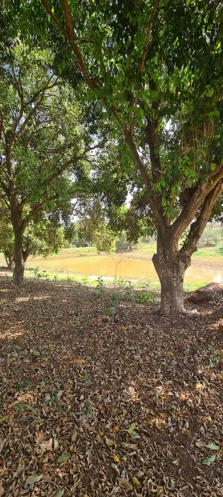 Fazenda / Sítio / Chácara com 3 quartos à venda, 1000m² — foto 19 de 19