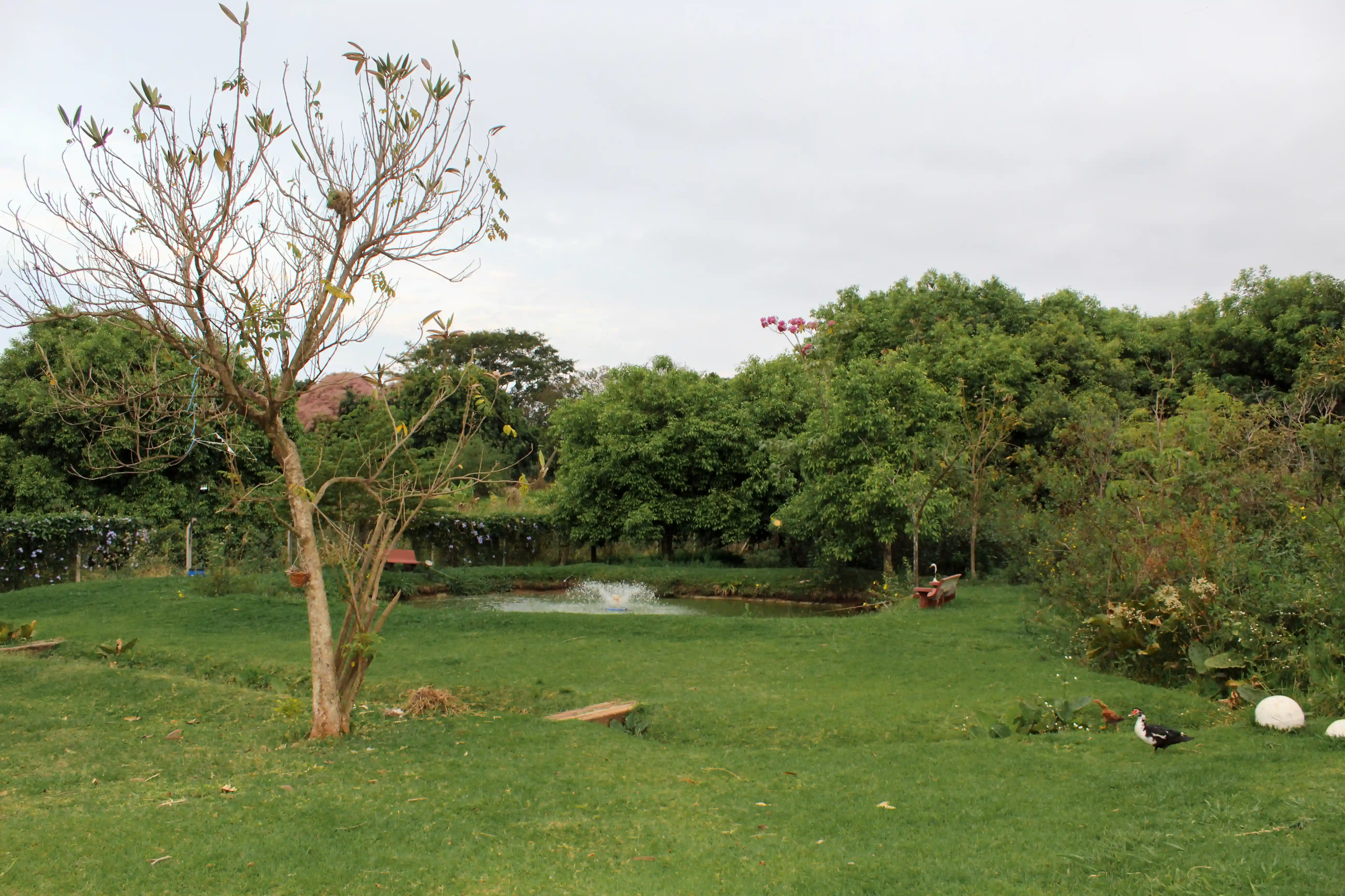 Fazenda / Sítio / Chácara com 3 quartos à venda, 7000m² — foto 4 de 11