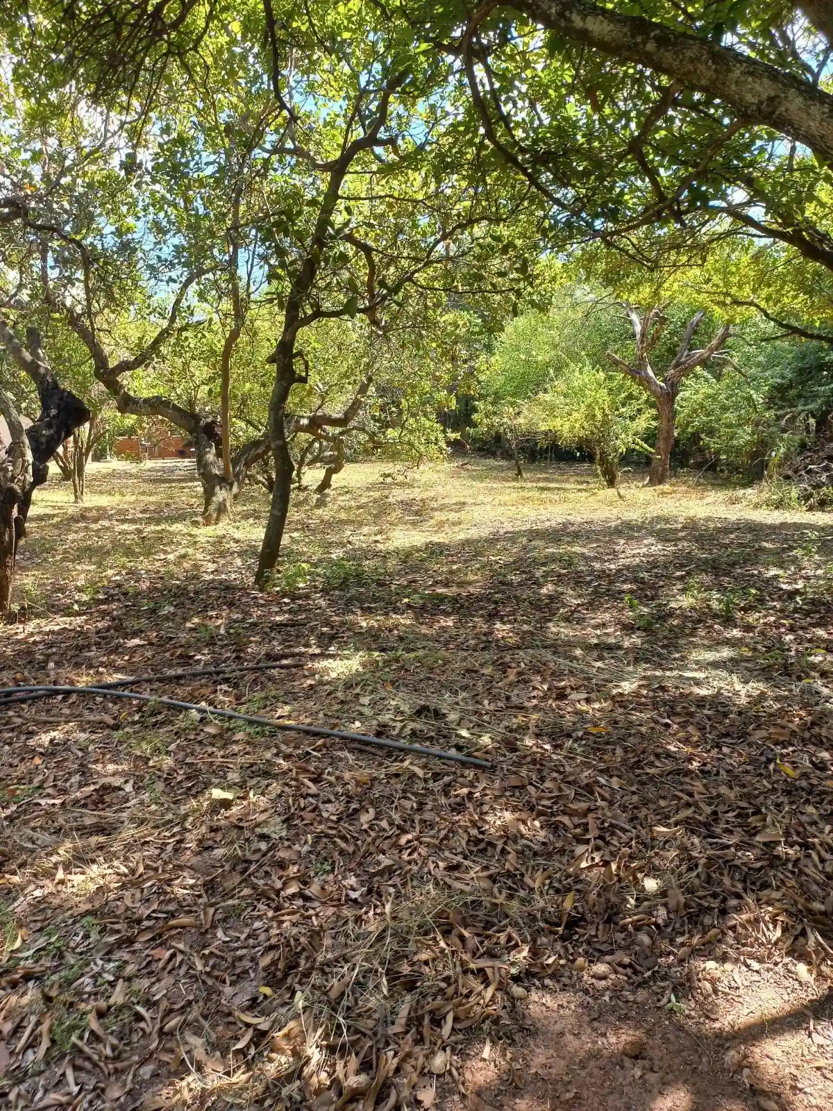 Fazenda / Sítio / Chácara com 3 quartos à venda, 6000m² — foto 25 de 32