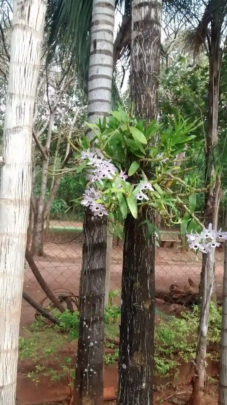 Fazenda / Sítio / Chácara com 5 quartos à venda, 363000m² — foto 9 de 11
