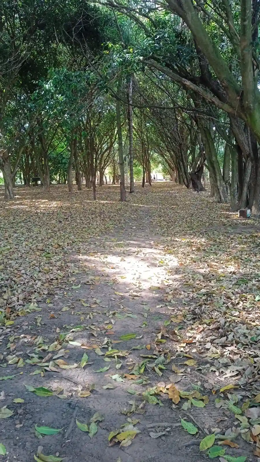 Fazenda / Sítio / Chácara com 2 quartos à venda, 100m² — foto 5 de 5