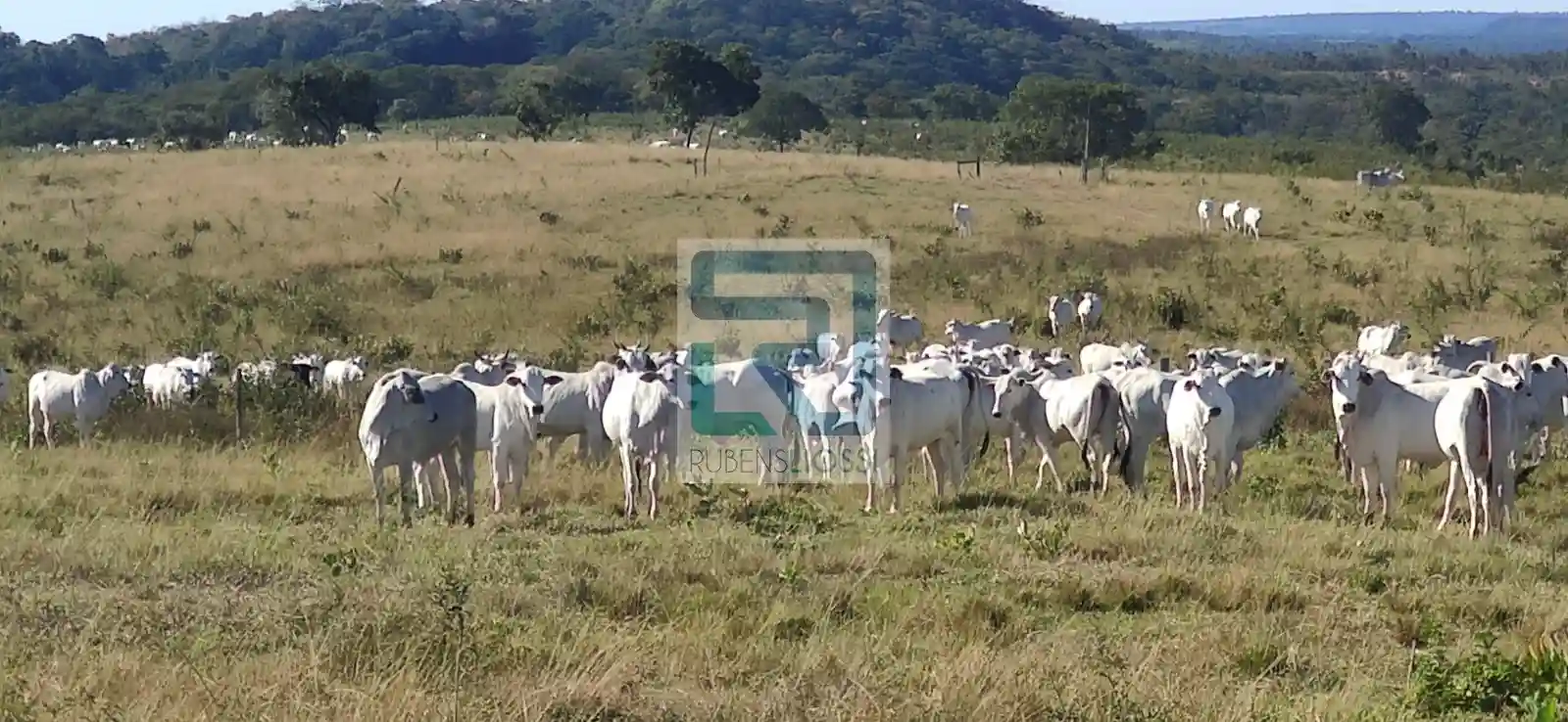 Fazenda / Sítio / Chácara  à venda, 15270000m² — foto 3 de 16
