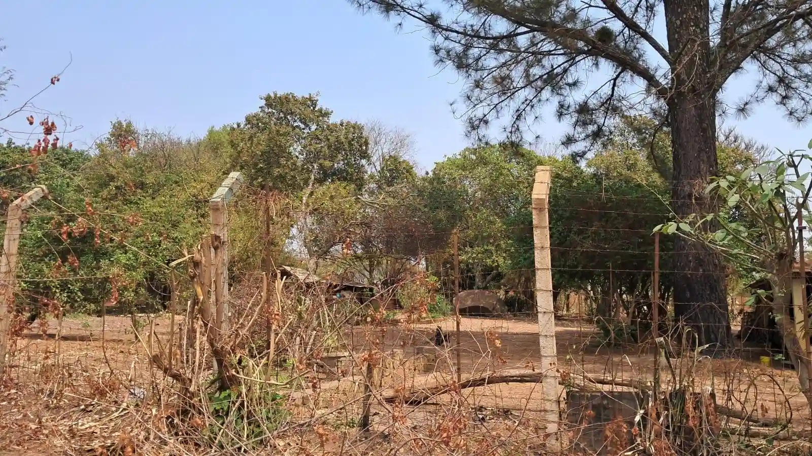 Fazenda / Sítio / Chácara com 2 quartos à venda, 2000m² — foto 5 de 14