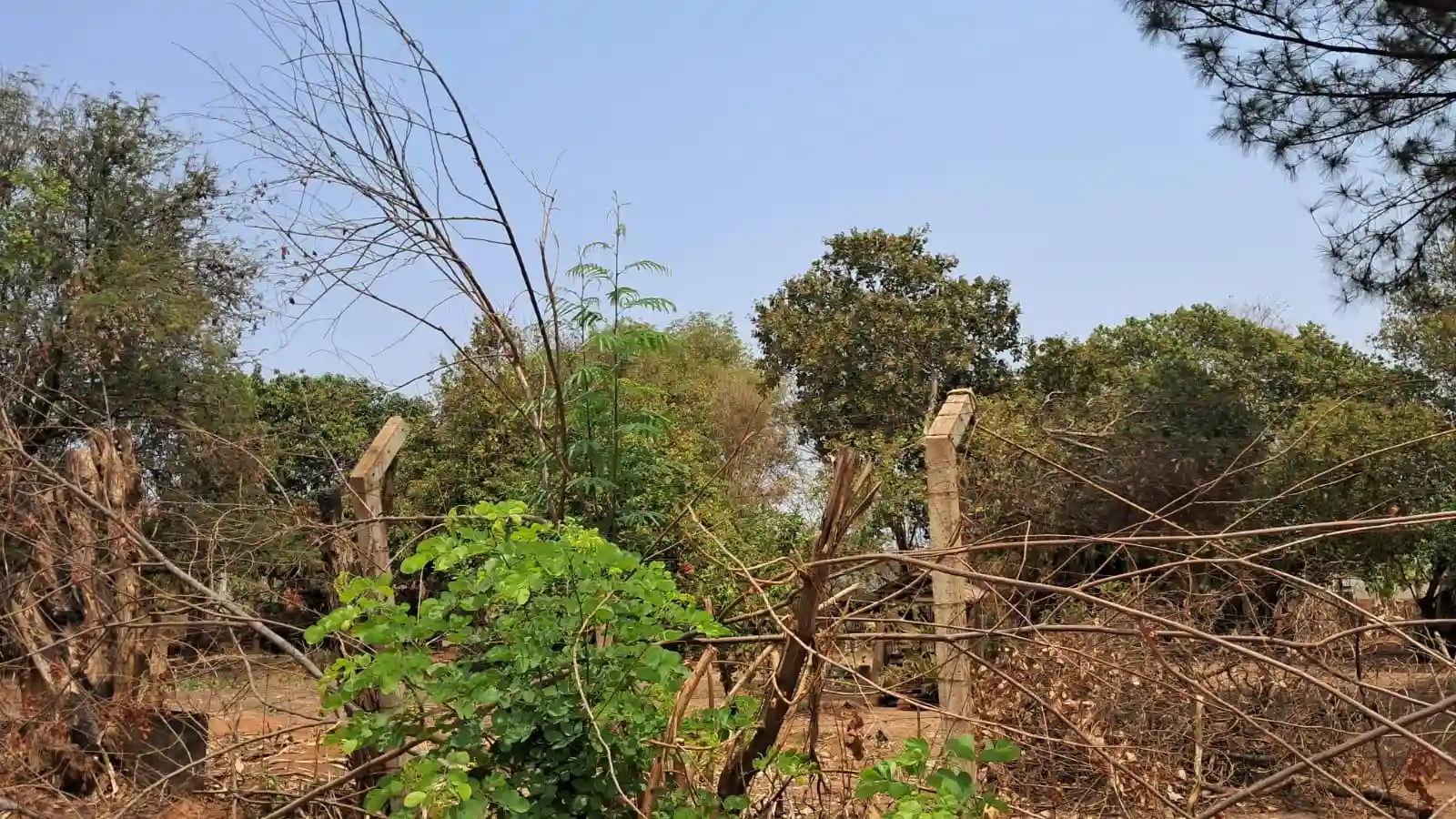 Fazenda / Sítio / Chácara com 2 quartos à venda, 2000m² — foto 8 de 14