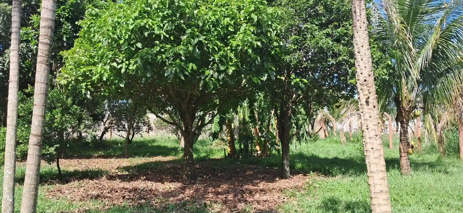 Fazenda / Sítio / Chácara com 3 quartos à venda, 5000m² — foto 22 de 33