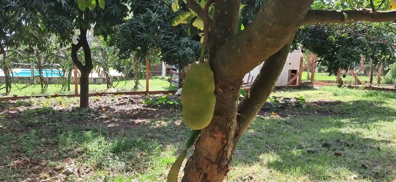 Fazenda / Sítio / Chácara com 3 quartos à venda, 5000m² — foto 21 de 33