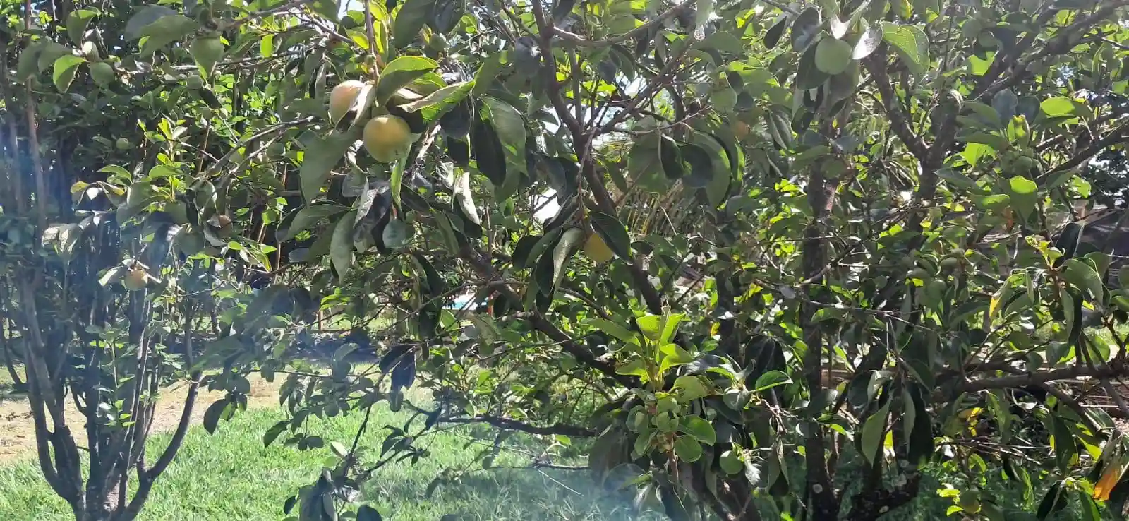 Fazenda / Sítio / Chácara com 3 quartos à venda, 5000m² — foto 28 de 33