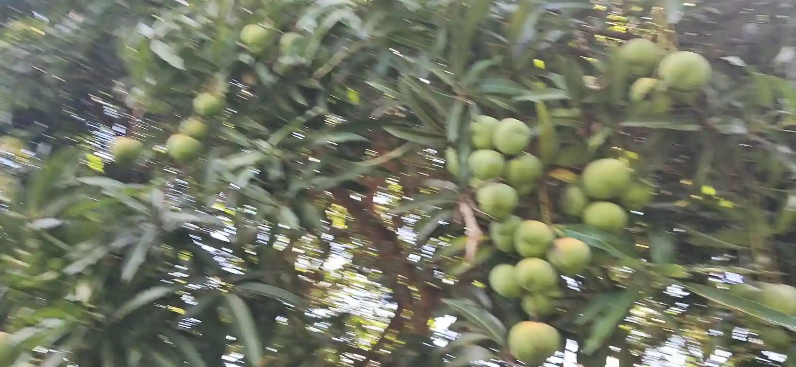 Fazenda / Sítio / Chácara com 3 quartos à venda, 5000m² — foto 30 de 33