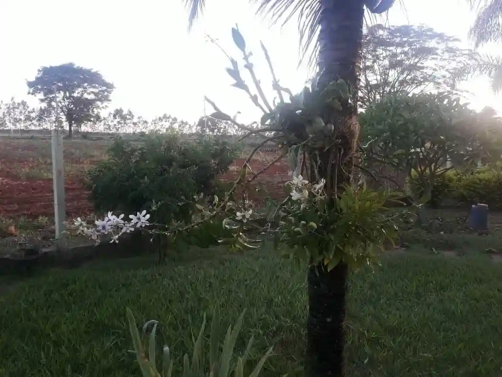 Fazenda / Sítio / Chácara com 4 quartos à venda, 400m² — foto 14 de 20