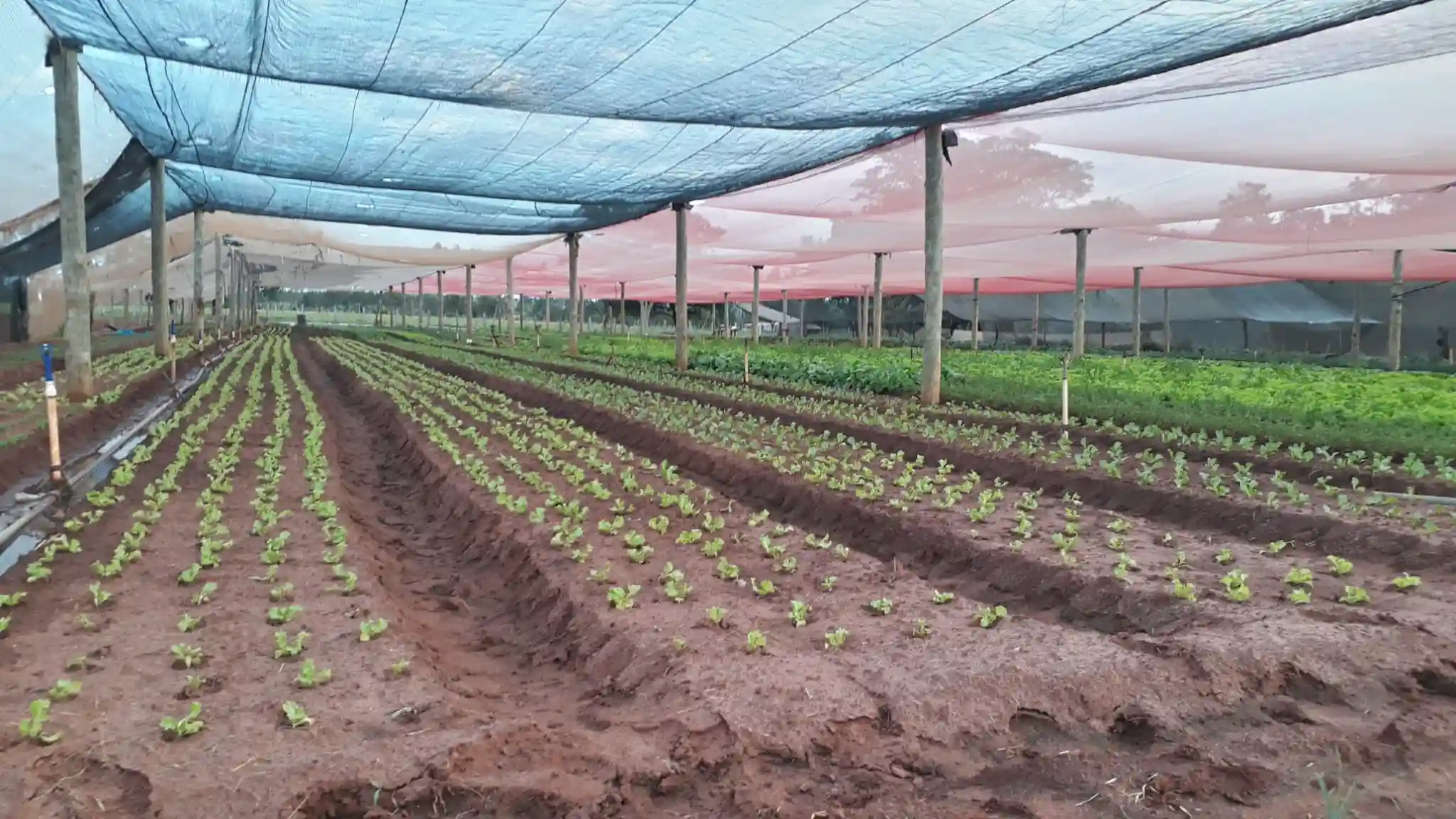 Fazenda / Sítio / Chácara com 4 quartos à venda, 400m² — foto 3 de 20