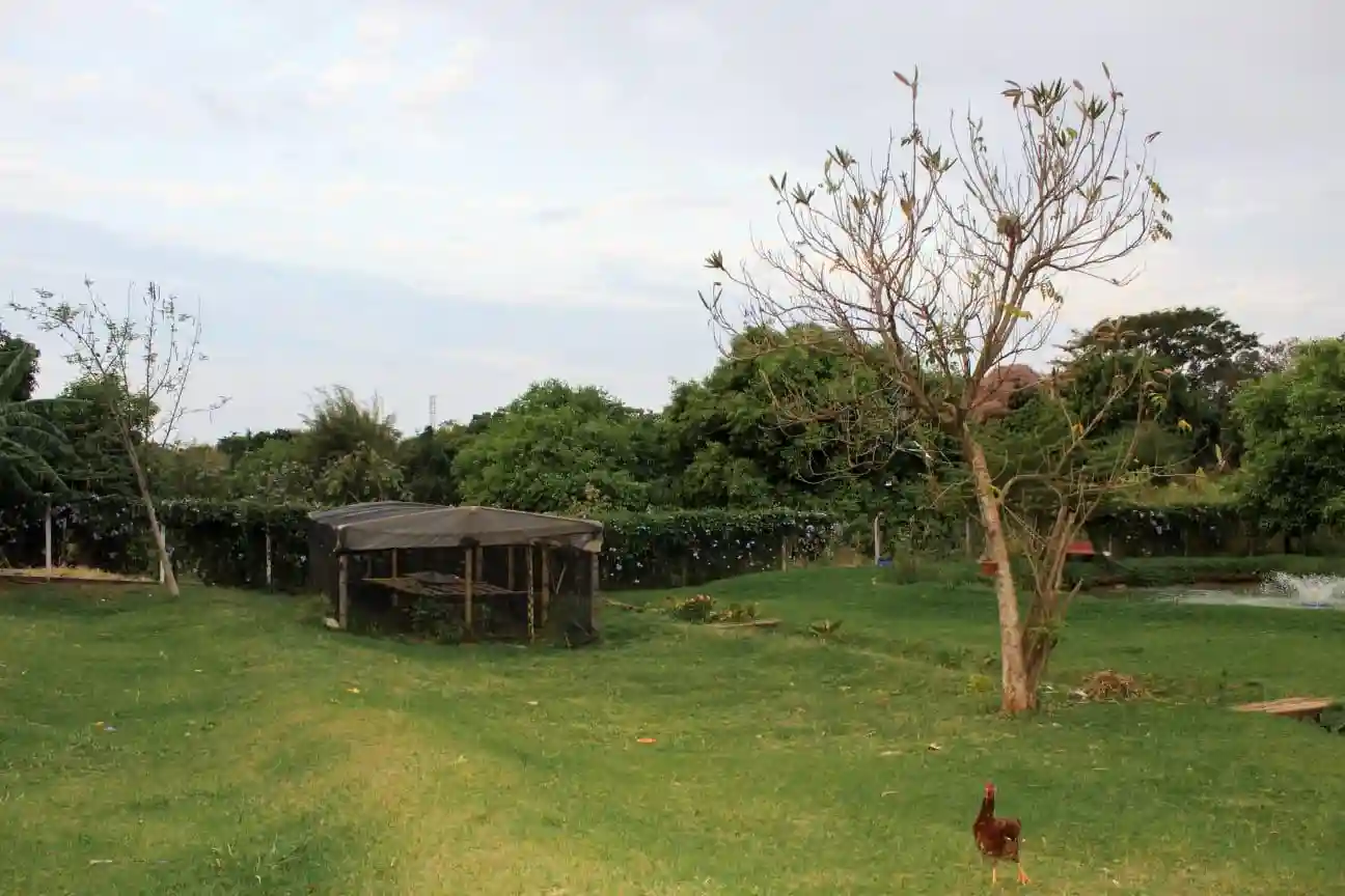 Fazenda / Sítio / Chácara com 3 quartos à venda, 7000m² — foto 3 de 8
