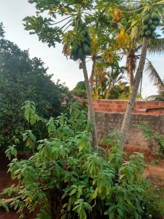 Fazenda / Sítio / Chácara à venda — foto 4 de 13