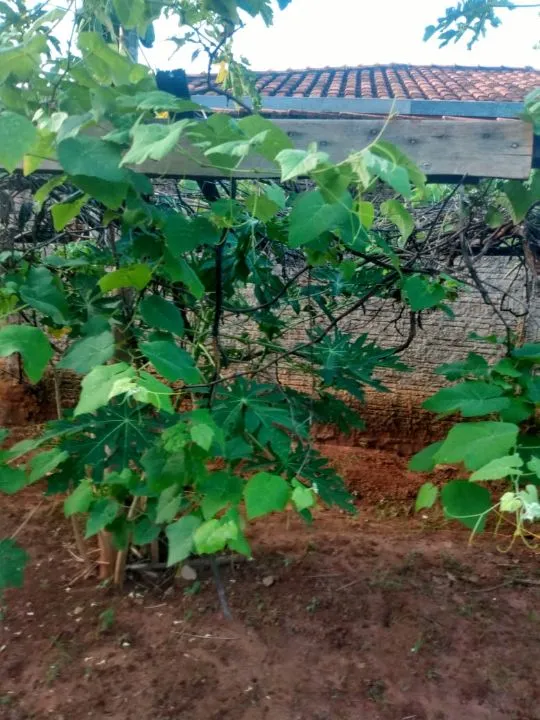 Fazenda / Sítio / Chácara à venda — foto 6 de 13