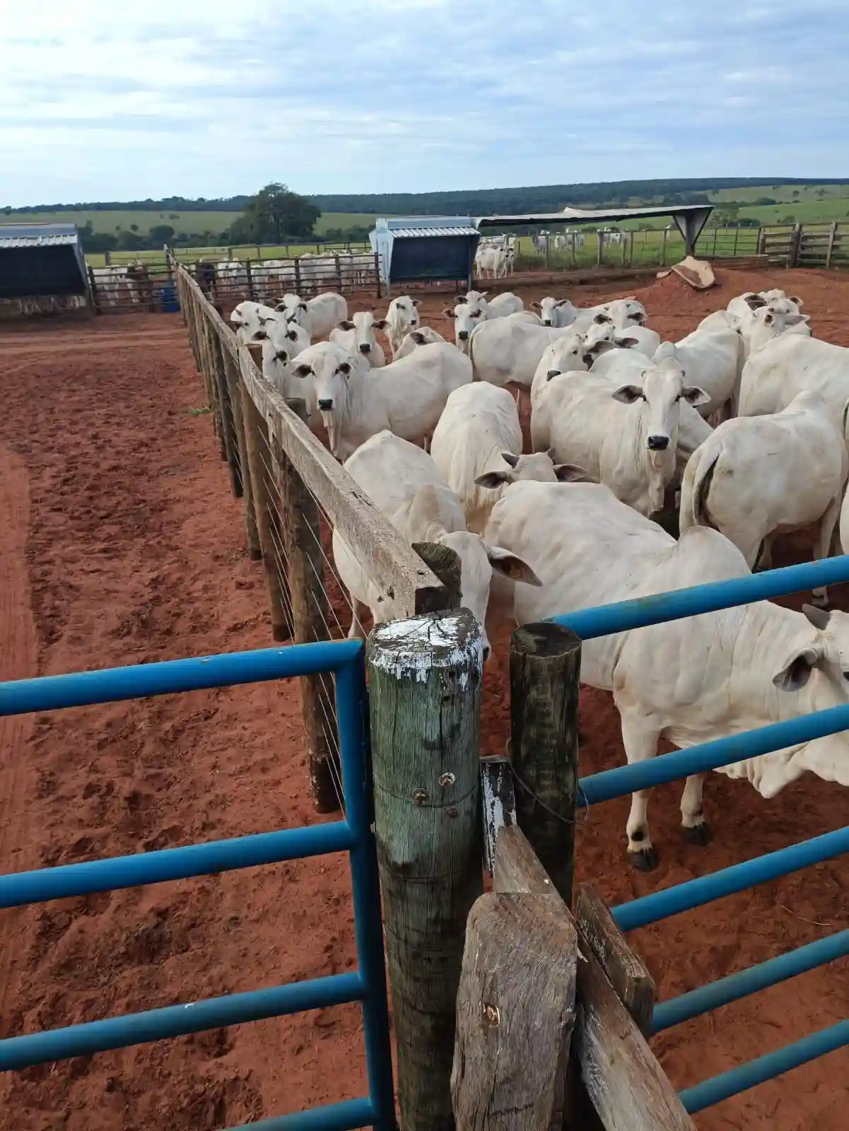 Fazenda / Sítio / Chácara  à venda, 224m² — foto 6 de 13
