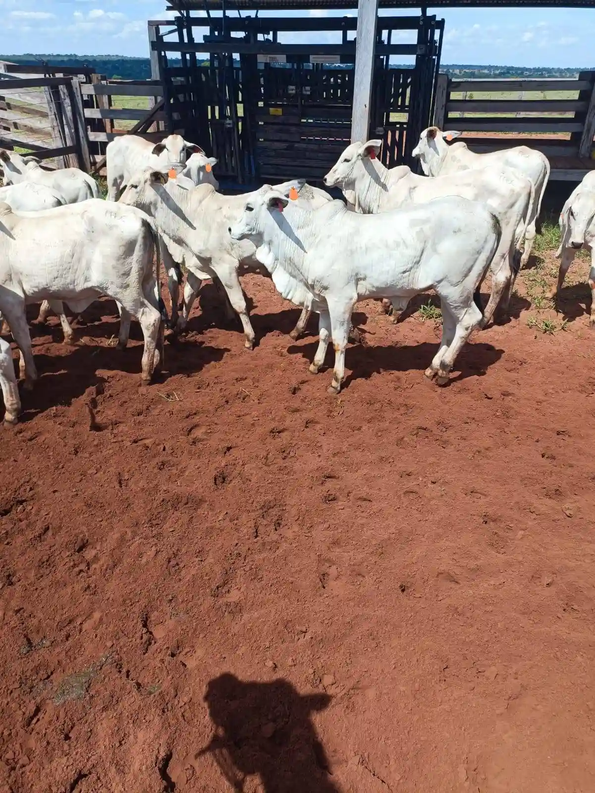 Fazenda / Sítio / Chácara  à venda, 224m² — foto 9 de 13