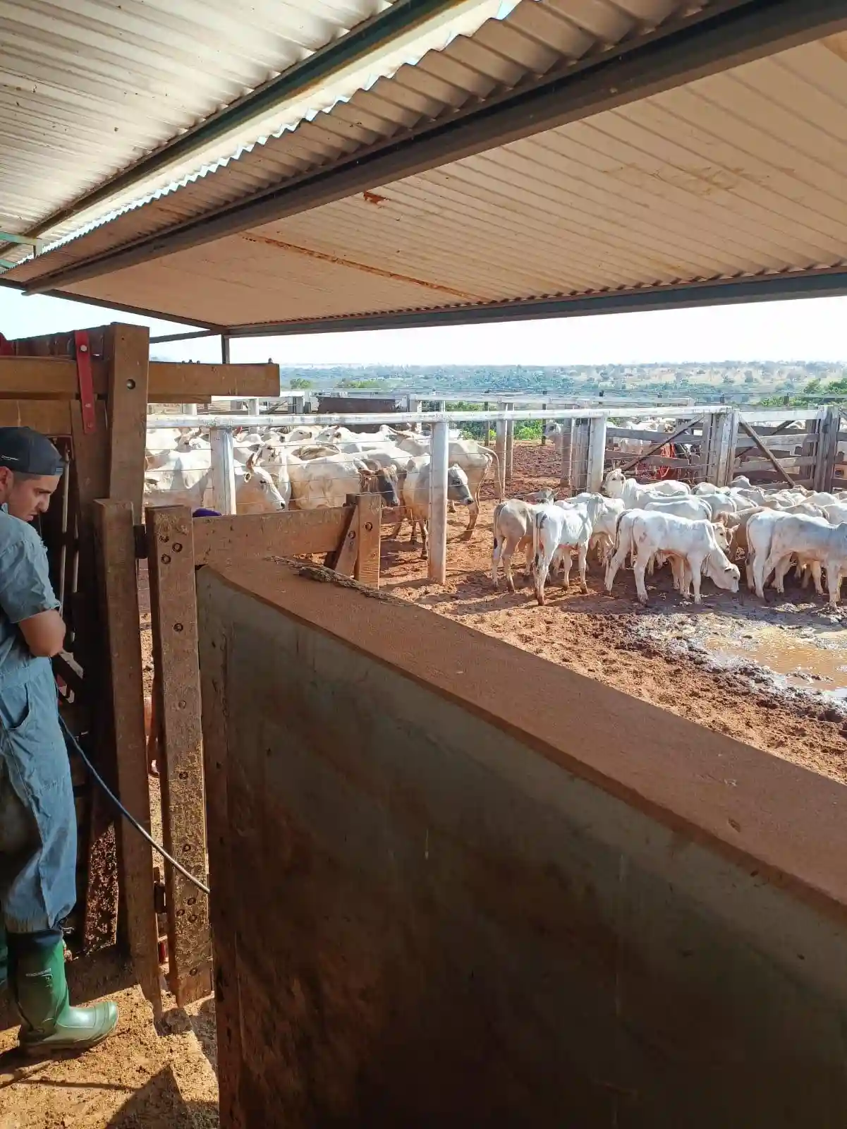 Fazenda / Sítio / Chácara  à venda, 224m² — foto 10 de 13