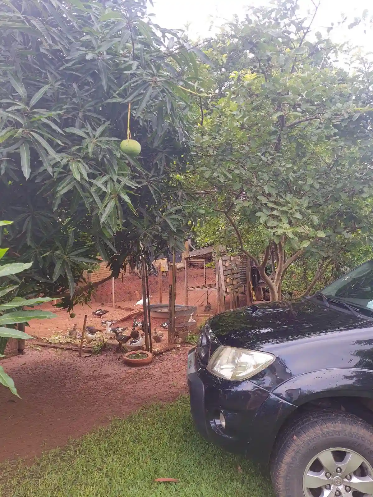 Fazenda / Sítio / Chácara com 1 quarto à venda, 1000m² — foto 9 de 15