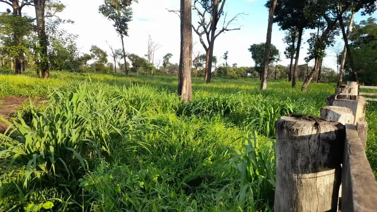 Fazenda / Sítio / Chácara  à venda, 28000000m² — foto 8 de 13