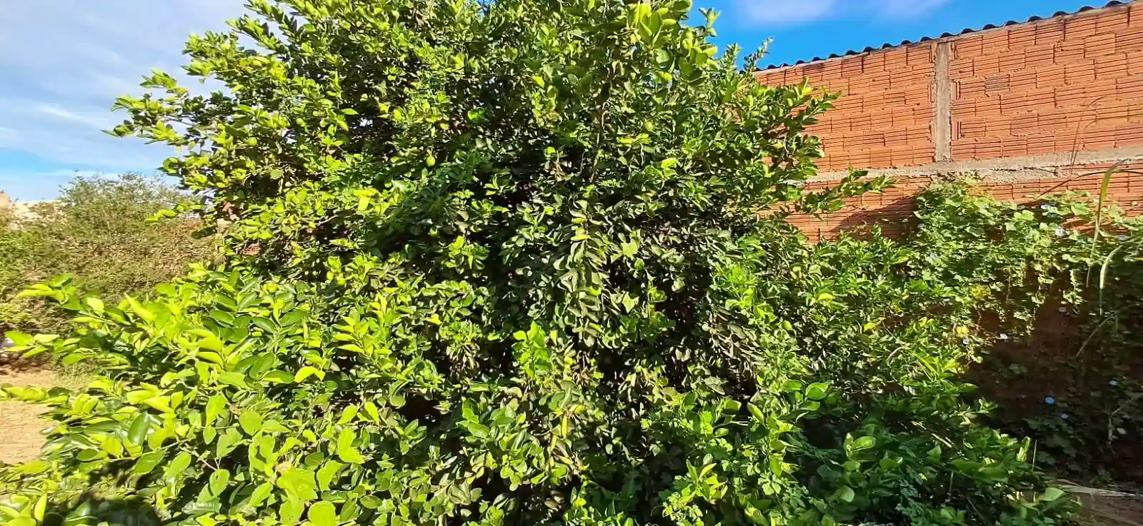 Fazenda / Sítio / Chácara  à venda, 1020m² — foto 22 de 29