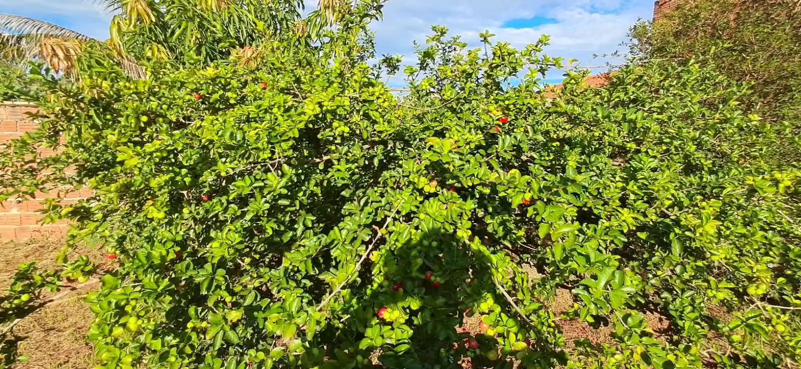 Fazenda / Sítio / Chácara  à venda, 1020m² — foto 21 de 29