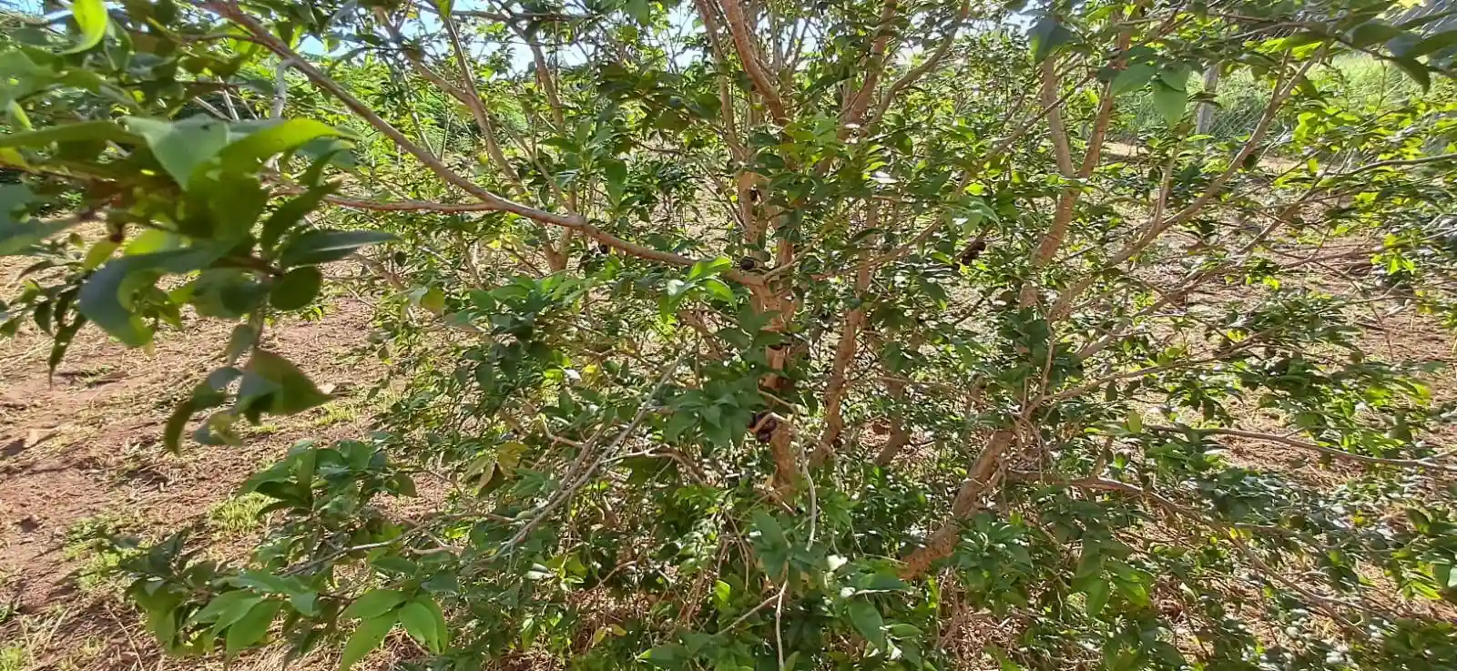 Fazenda / Sítio / Chácara  à venda, 1020m² — foto 19 de 29