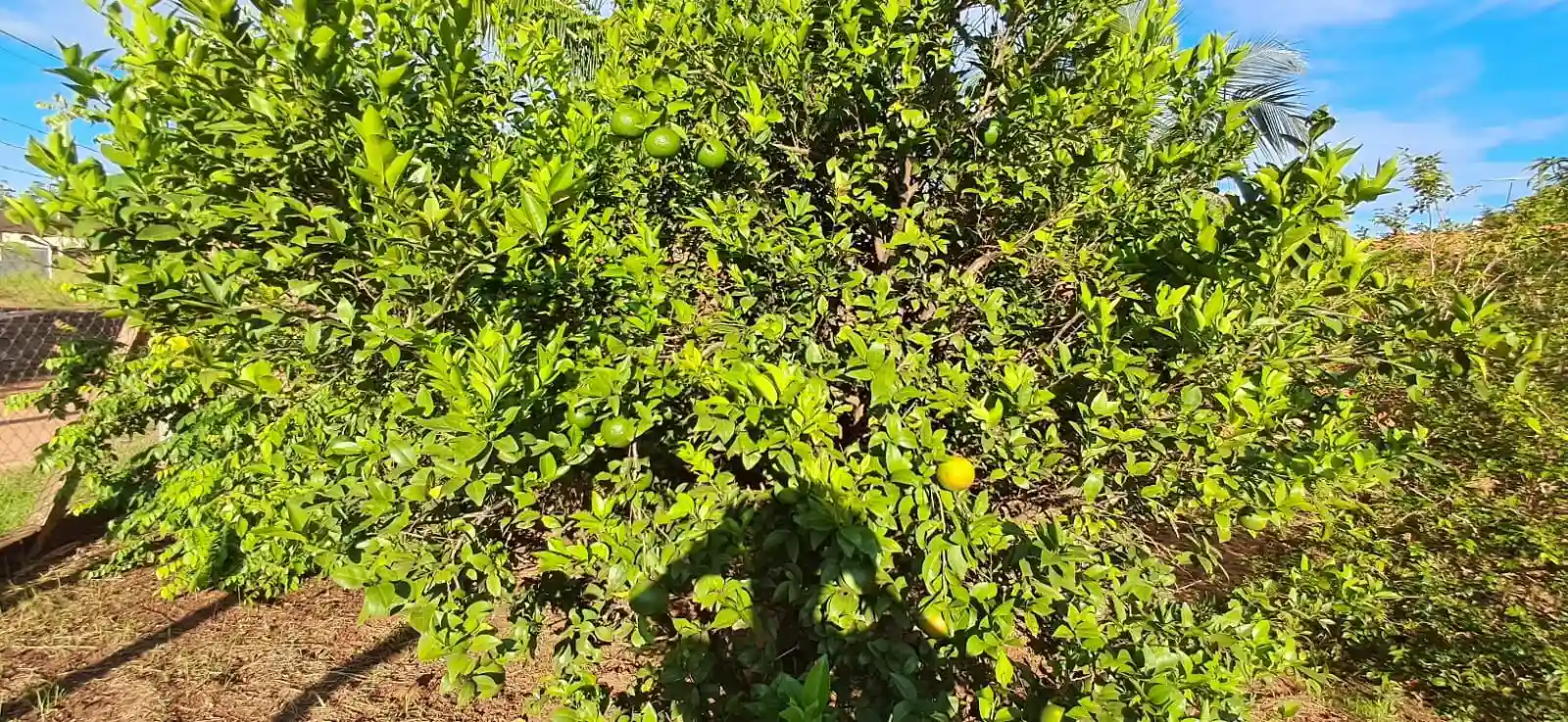 Fazenda / Sítio / Chácara  à venda, 1020m² — foto 17 de 29