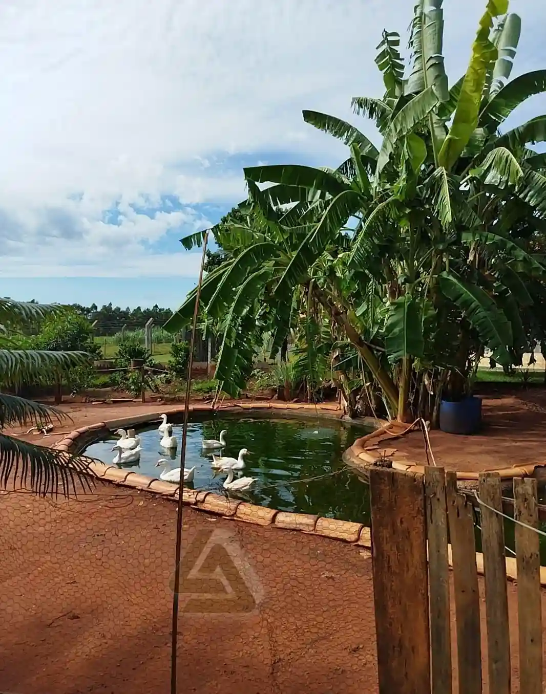 Fazenda / Sítio / Chácara com 2 quartos à venda, 2000m² — foto 8 de 16