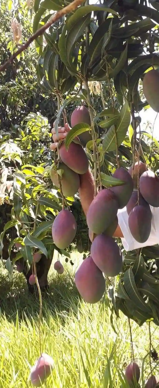 Fazenda / Sítio / Chácara  à venda, 60m² — foto 2 de 11