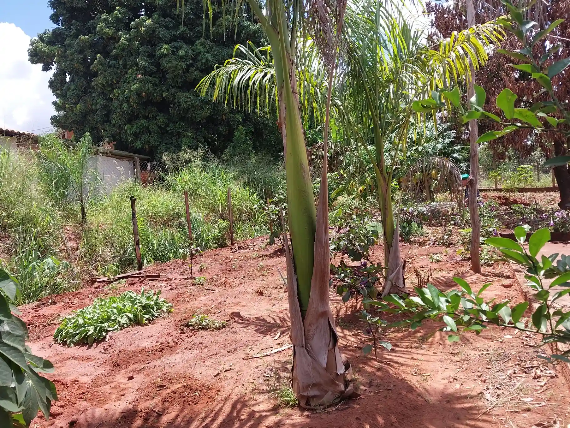 Fazenda / Sítio / Chácara com 3 quartos à venda, 1500m² — foto 13 de 29