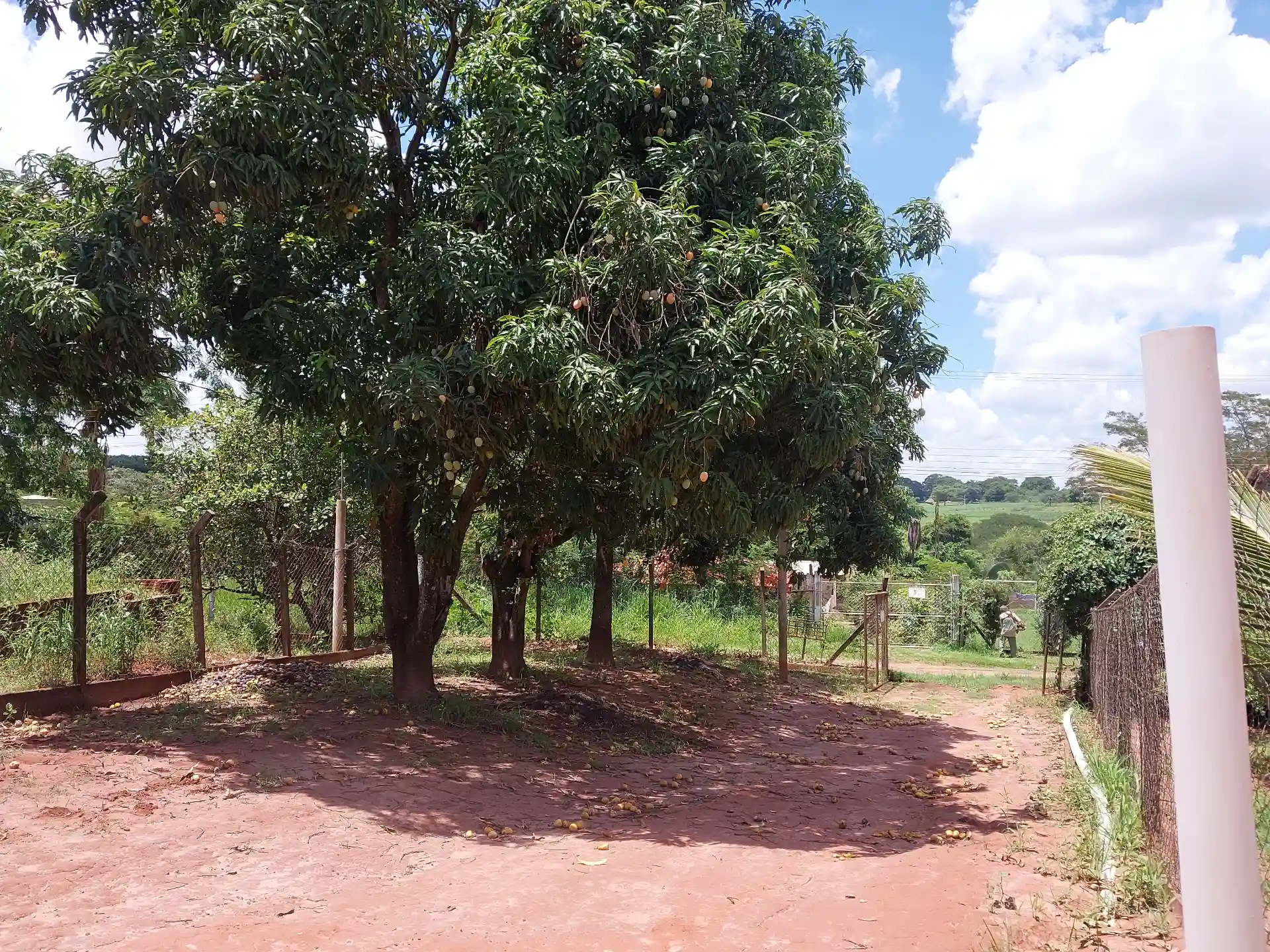 Fazenda / Sítio / Chácara com 3 quartos à venda, 1500m² — foto 3 de 29