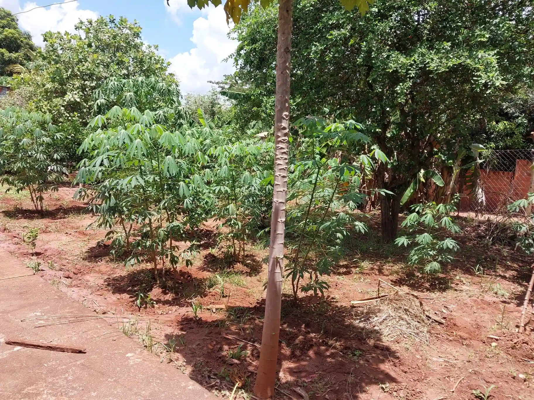 Fazenda / Sítio / Chácara com 3 quartos à venda, 1500m² — foto 18 de 29
