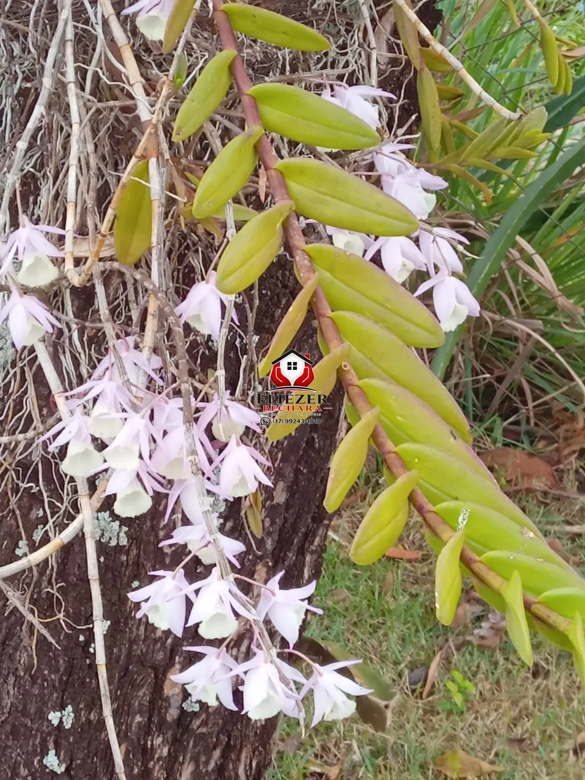 Fazenda / Sítio / Chácara com 3 quartos à venda, 500m² — foto 24 de 28