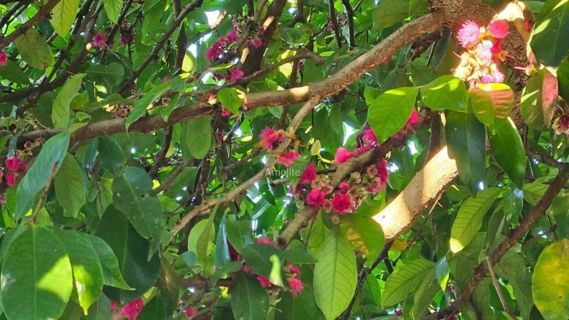 Fazenda / Sítio / Chácara com 4 quartos à venda, 2500m² — foto 36 de 50