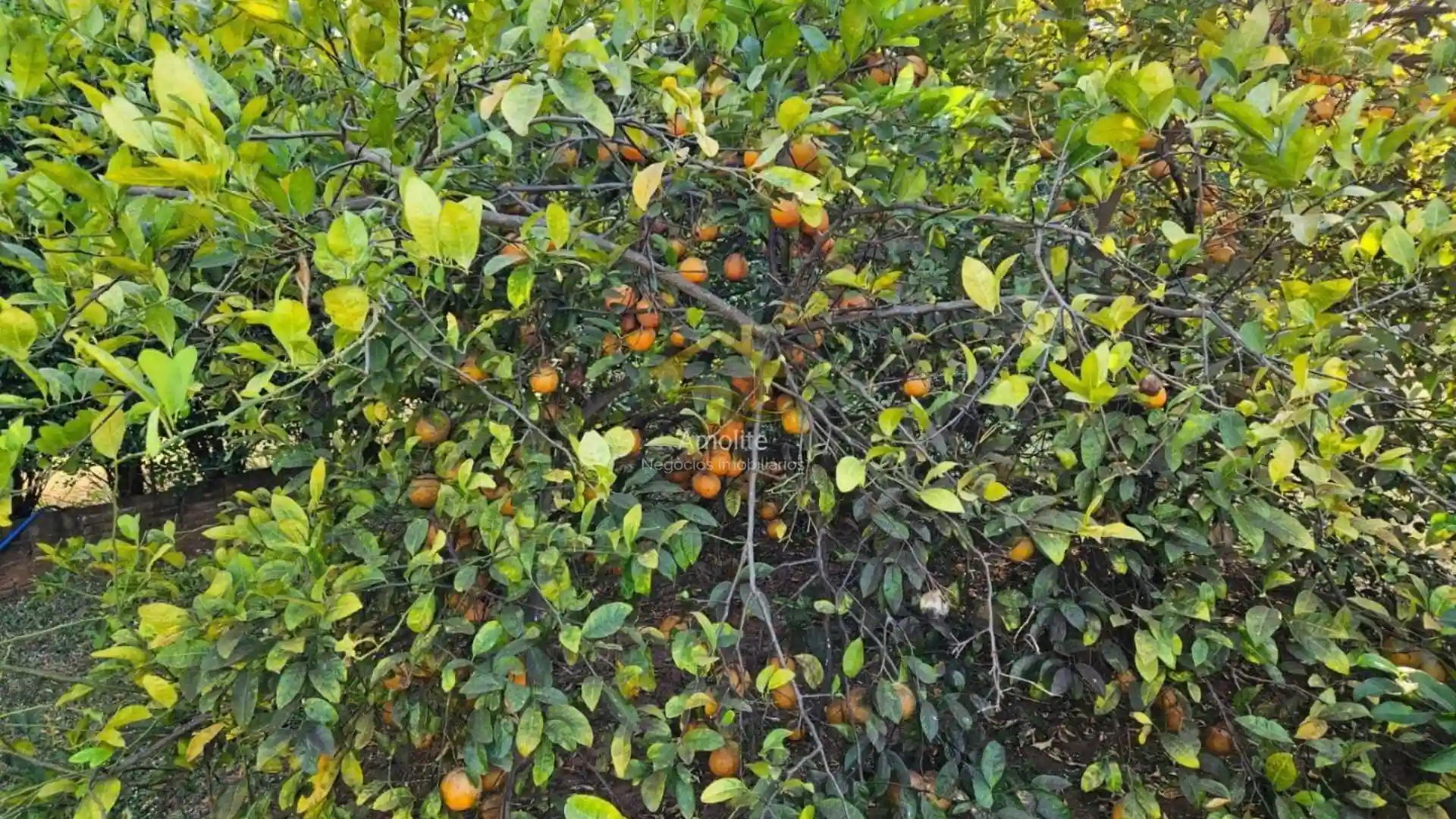 Fazenda / Sítio / Chácara com 4 quartos à venda, 2500m² — foto 31 de 50