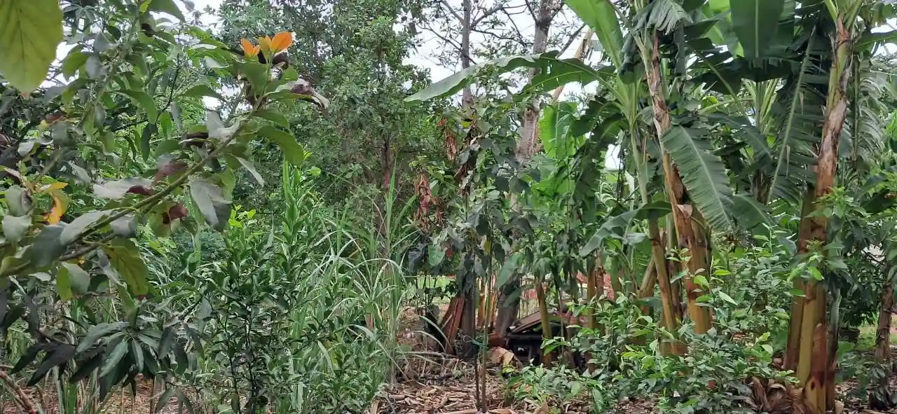 Fazenda / Sítio / Chácara com 2 quartos à venda, 3000m² — foto 25 de 27