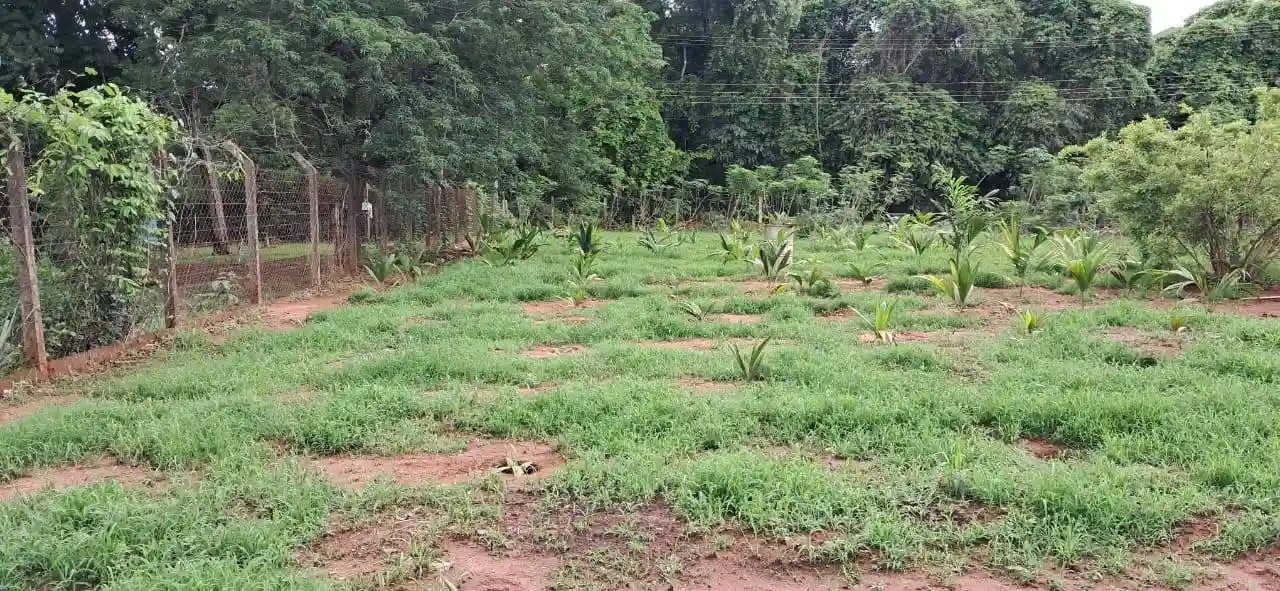 Fazenda / Sítio / Chácara com 2 quartos à venda, 3000m² — foto 24 de 27