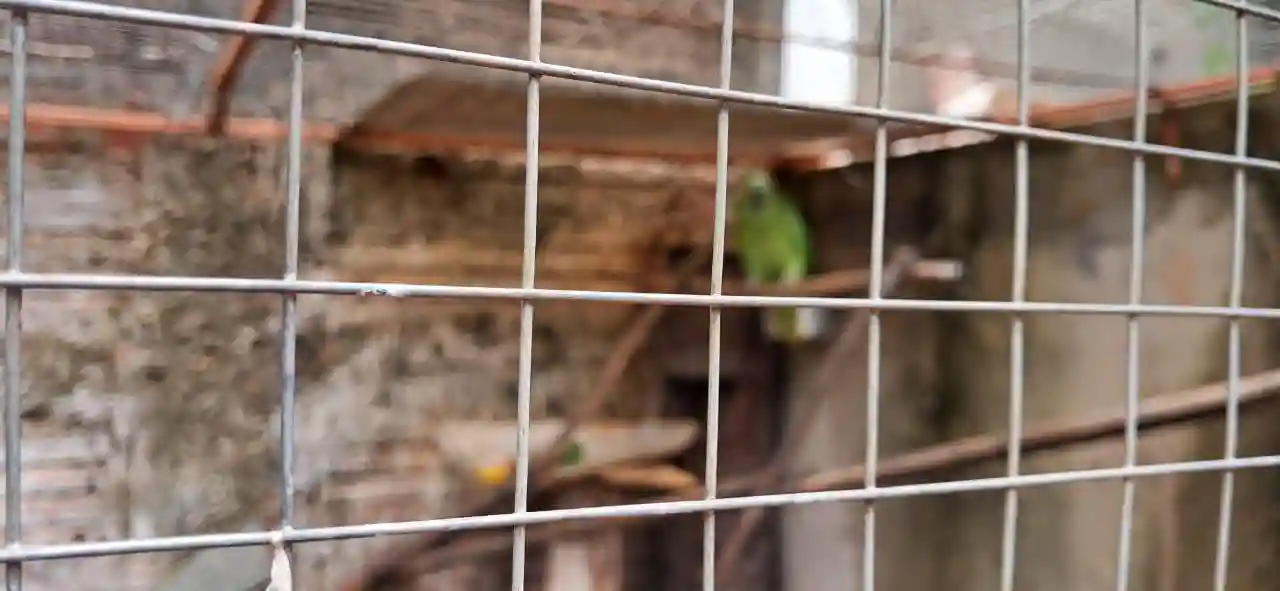 Fazenda / Sítio / Chácara com 2 quartos à venda, 3000m² — foto 22 de 27