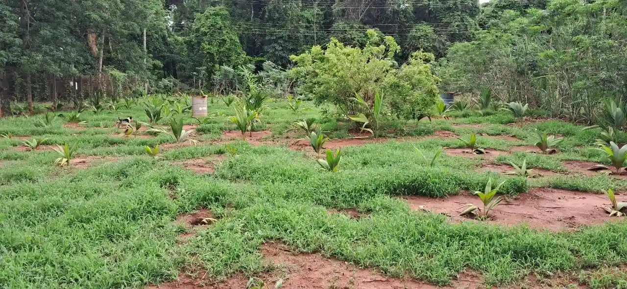 Fazenda / Sítio / Chácara com 2 quartos à venda, 3000m² — foto 23 de 27